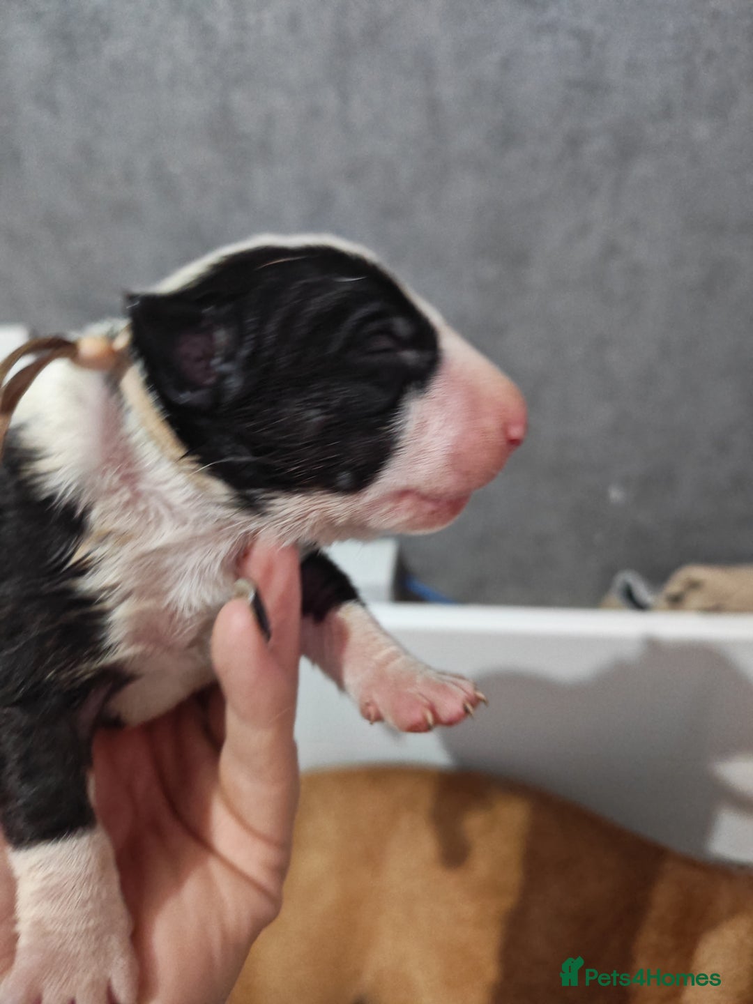 Bull Terrier dogs for sale: Stunning bull terrier pups - Image 14