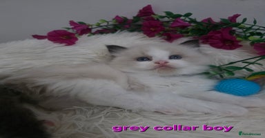 Ragdoll cats 💕GCCF registered ragdoll kittens💕 - Advert 3