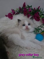 Ragdoll cats 💕GCCF registered ragdoll kittens💕 - Advert 3