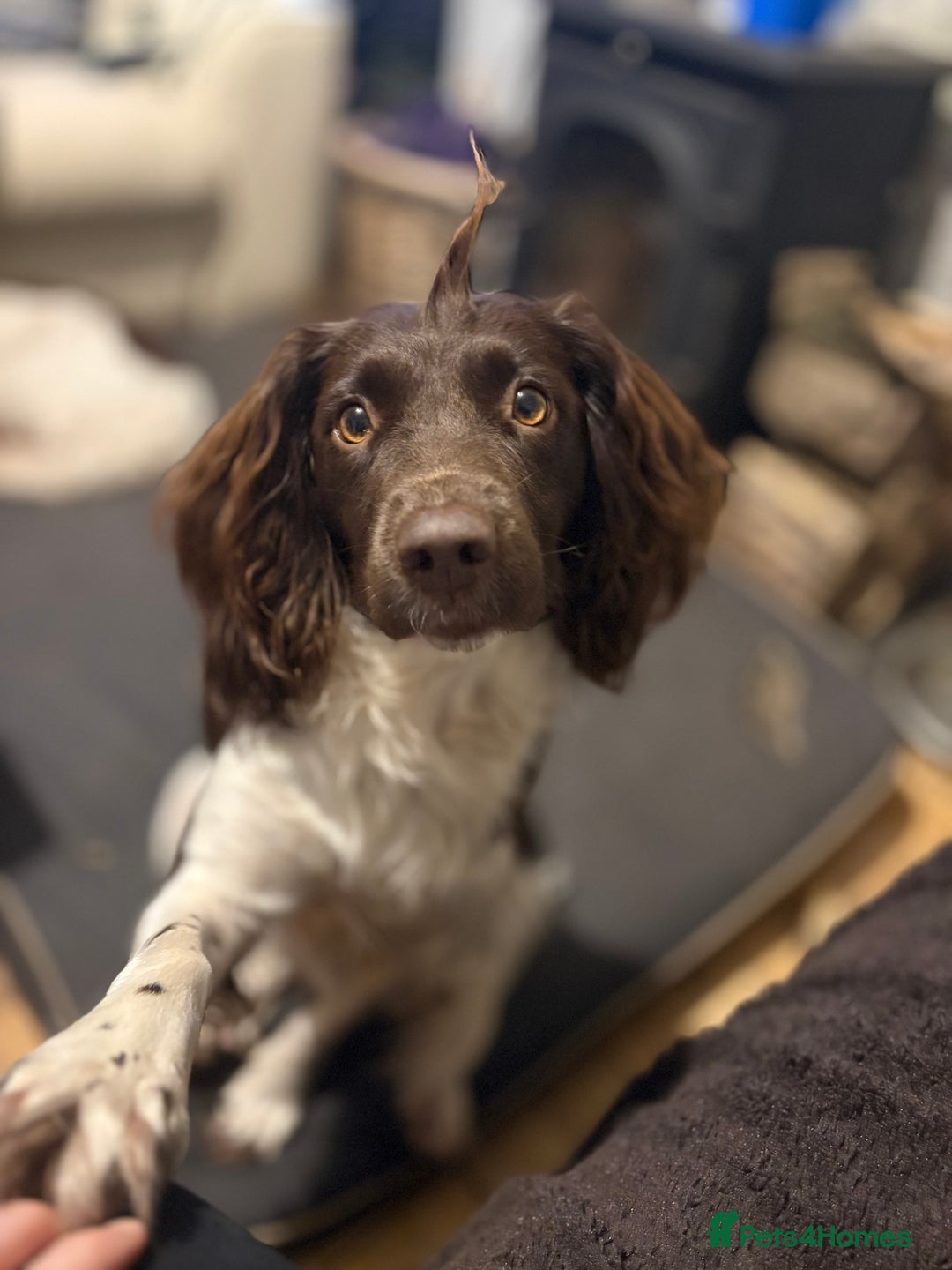 English Springer Spaniel dogs for sale: Beautiful litter of KC REG Puppies - Advert 18