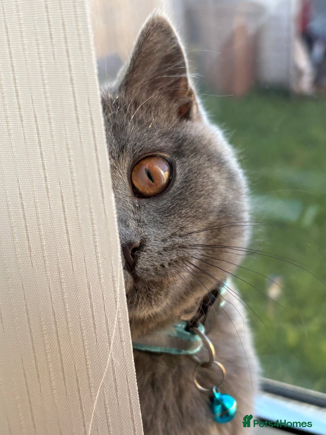 British Shorthair cats for sale: Adorable kittens - Image 9