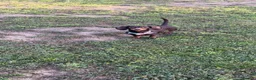 Miniature Dachshund dogs for sale: pixie  - Advert 2