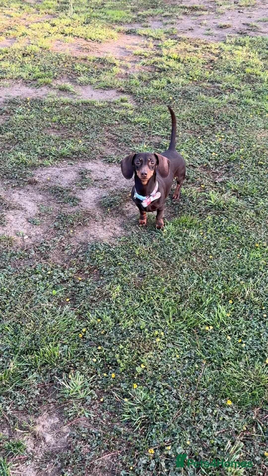 Miniature Dachshund dogs for sale: pixie  - Advert 2