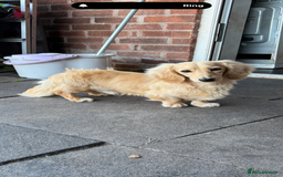Miniature Dachshund dogs for stud: Long coat cream stud - Image 3