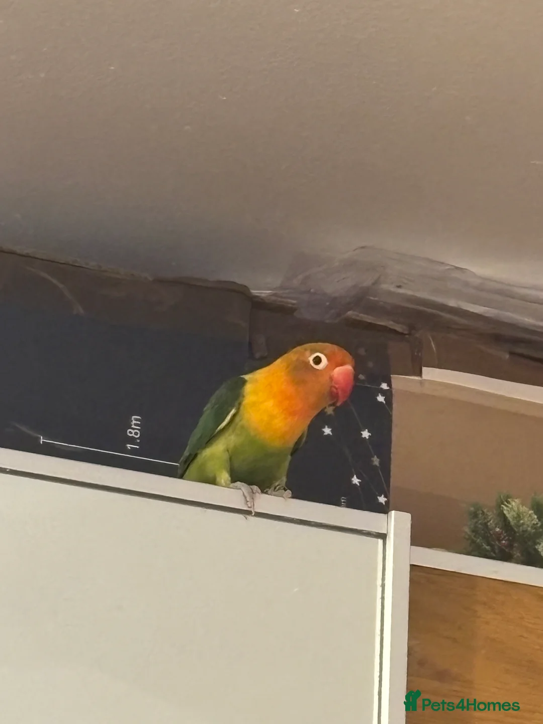 Lovebirds birds for sale: Beautiful baby lovebird  - Advert 5