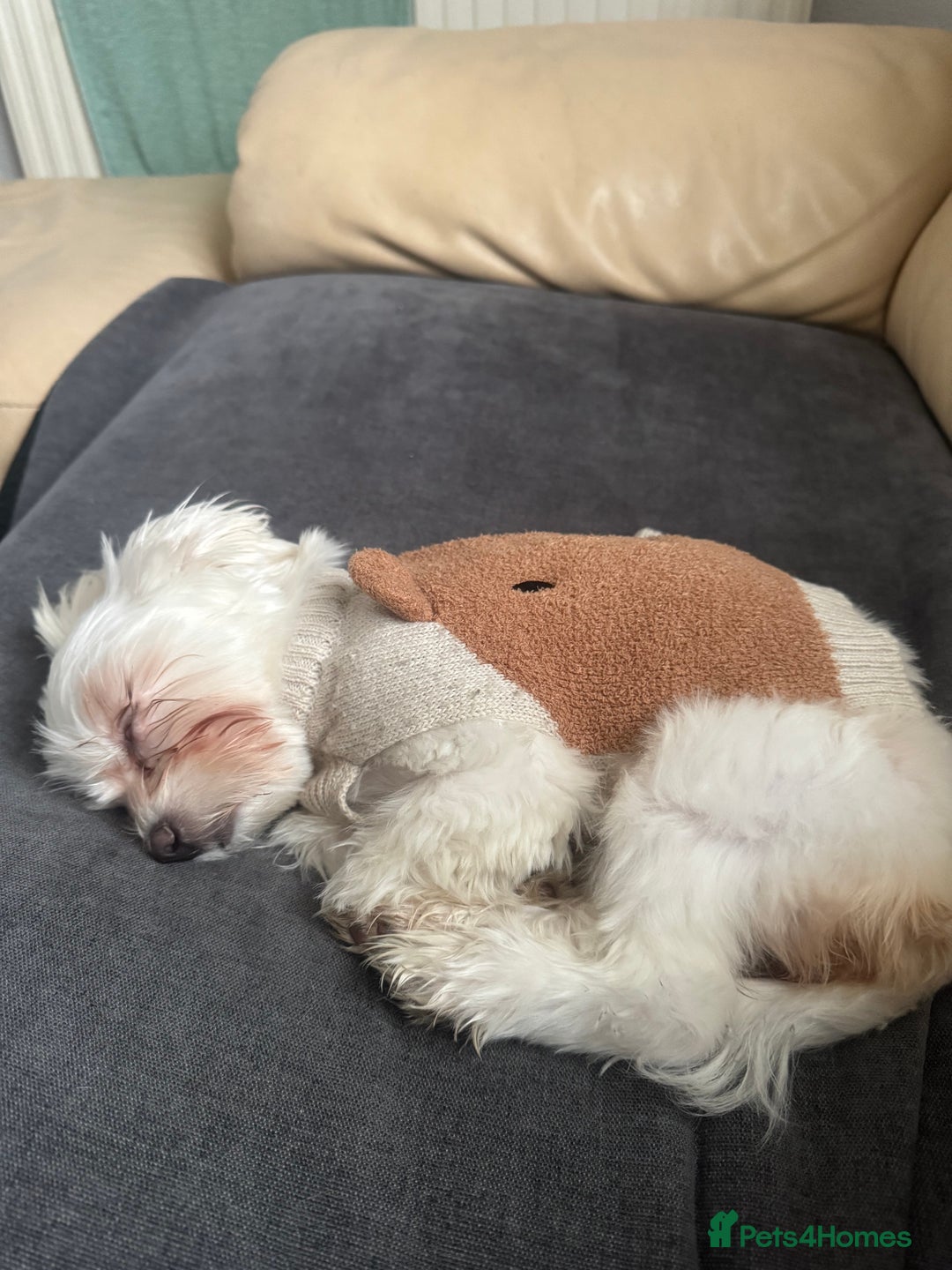 Bichon Frise dogs for sale: Sweet & Loving Bichon Frise Girl Looking for home  - Advert 3