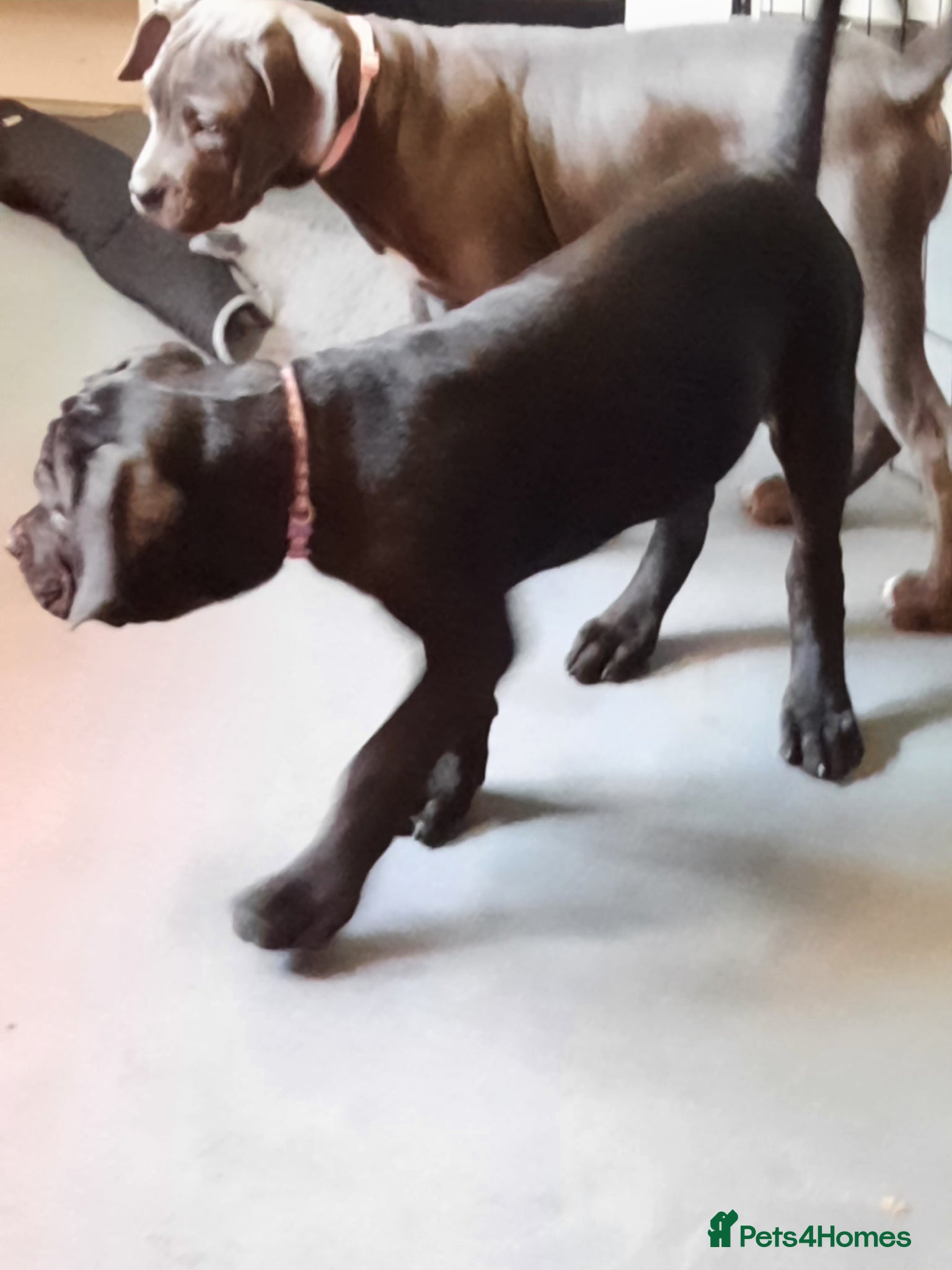 Cane Corso dogs CANE CORSO PUPPIES READY TO LEAVE! - Advert 2