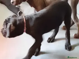 Cane Corso dogs CANE CORSO PUPPIES READY TO LEAVE! - Advert 2