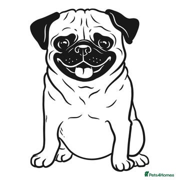 Pug dogs WANTED PANDA PUG WANTED - Advert 1
