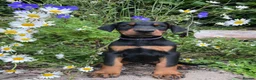 Dobermann dogs for sale: Outstanding KC Health tested Doberman puppies  - Advert 3