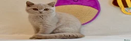 British Shorthair cats for sale: 5 beautiful kittens😻❤️ - Advert 1