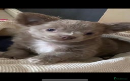 Chihuahua dogs for stud: KC Registered Blue Double KB in Chorley - Image 5