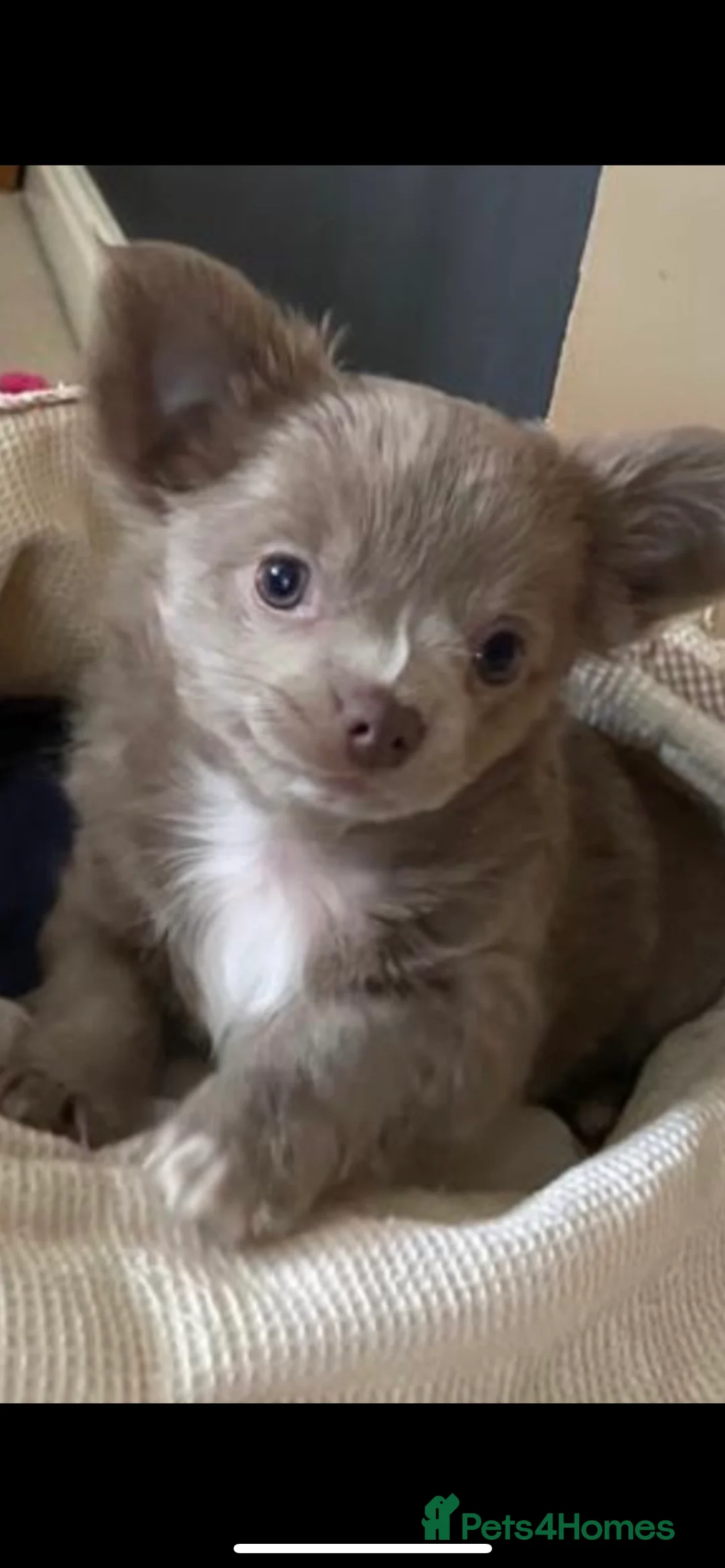 Chihuahua dogs for stud: KC Registered Blue Double KB in Chorley - Advert 5