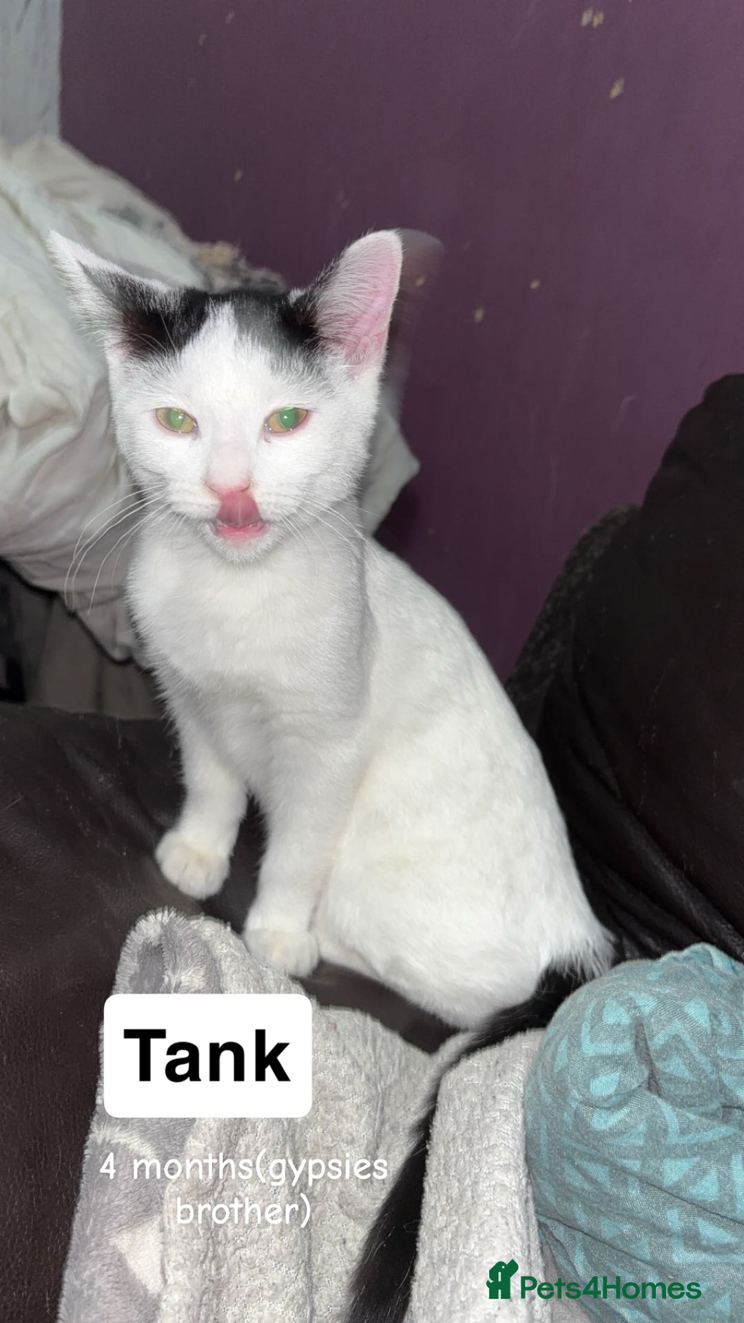 American Shorthair cats for sale: 3 black and white cats - Advert 5