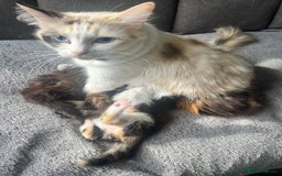 Mixed Breed cats for sale: Last male kitten left!  - Image 2