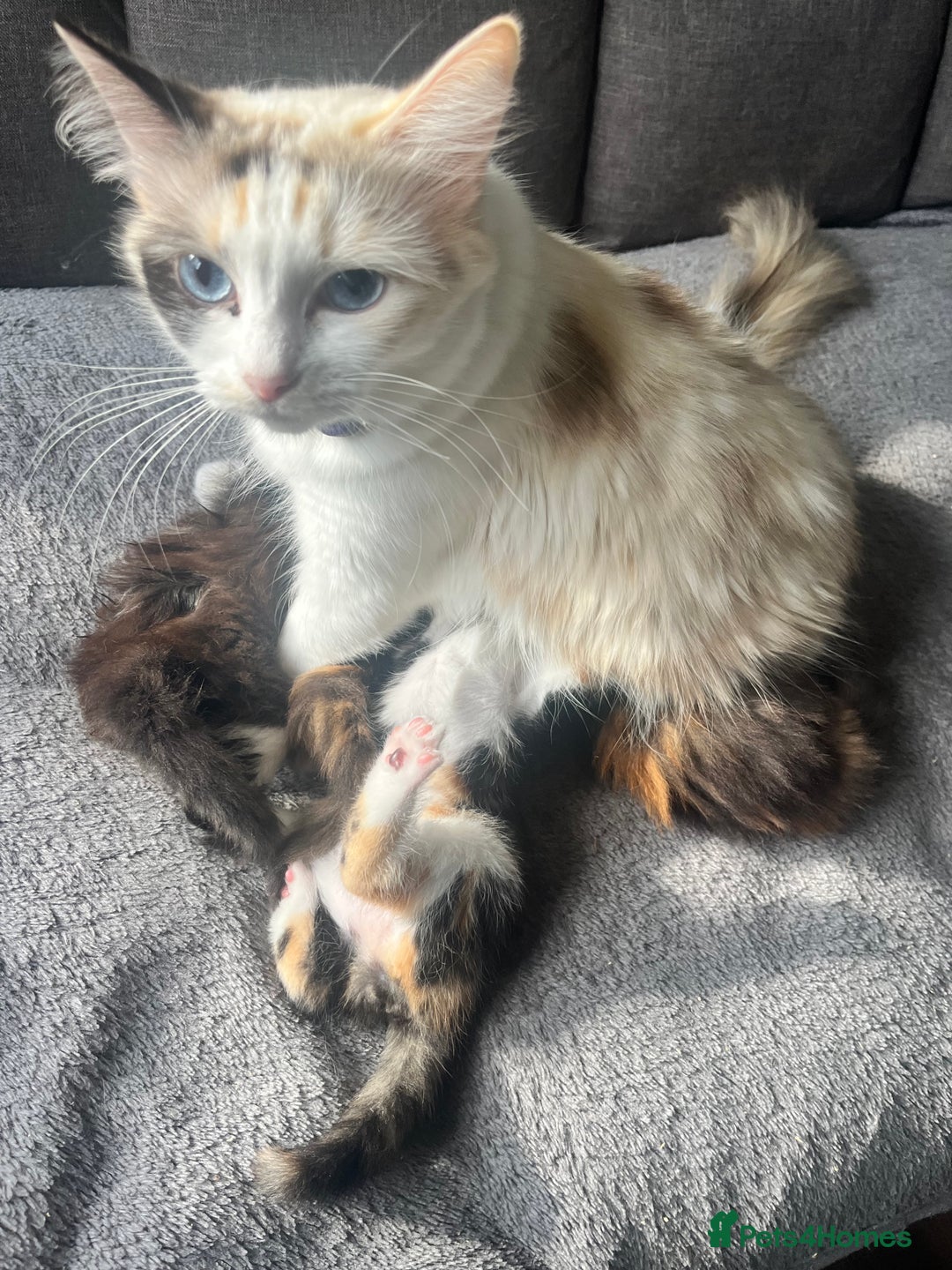 Mixed Breed cats for sale: Last male kitten left!  - Image 2