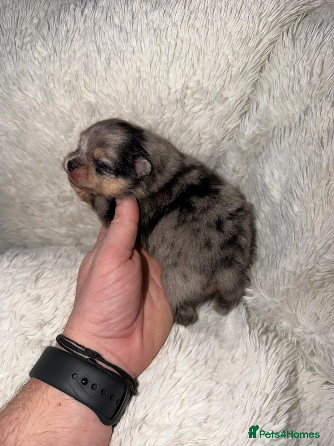 Pomeranian dogs for sale: Beatuful tiny Russian Pomeranian’s  - Advert 2