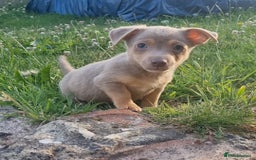 Jack Russell dogs for sale: Miniature jack Russell's READY NOW  - Image 4