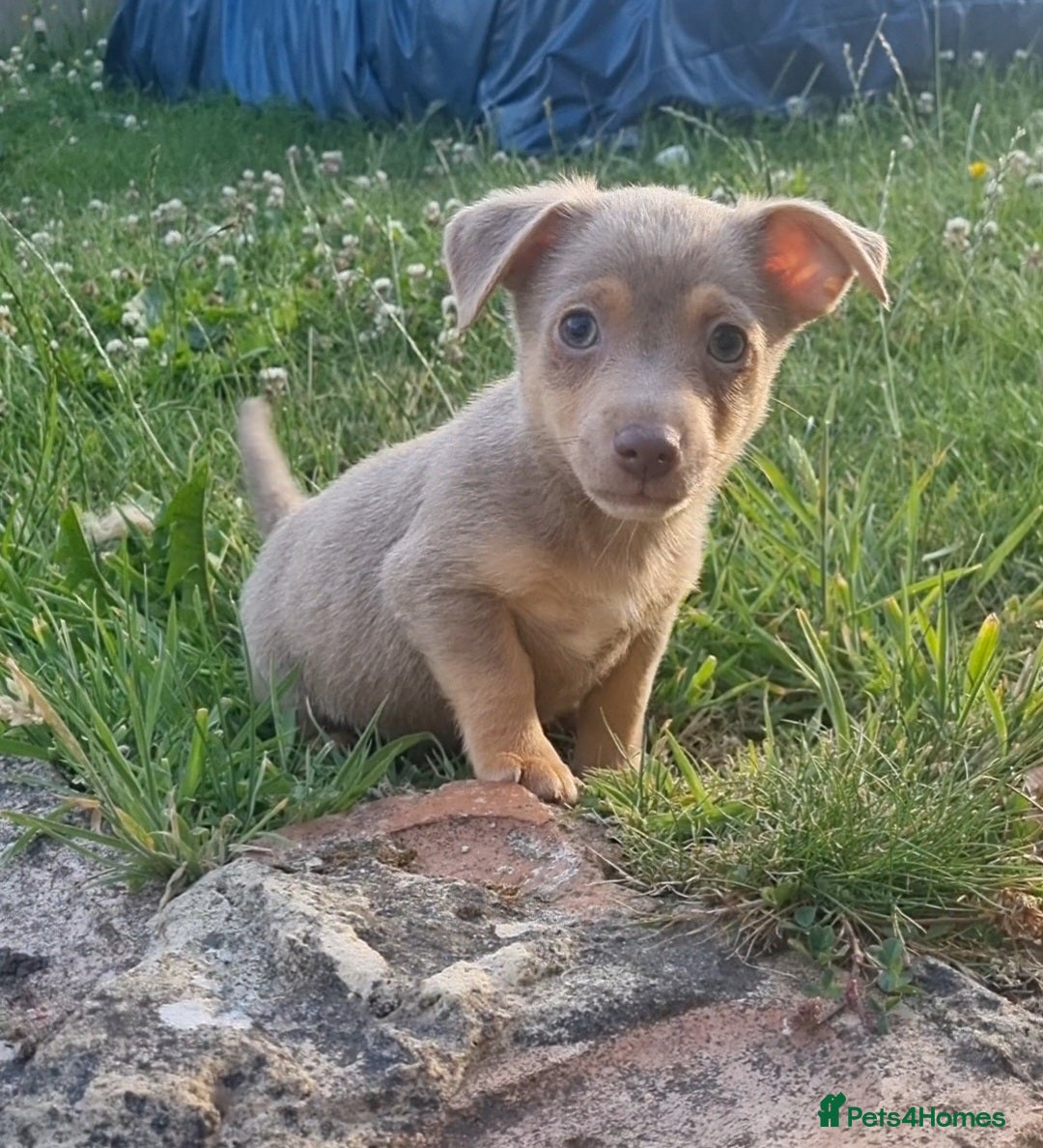 Jack Russell dogs for sale: Miniature jack Russell's READY NOW  - Image 4