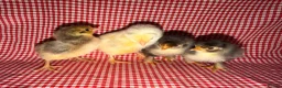 Chickens poultry for sale: Day old chicks (mixed breeds)  - Advert 4
