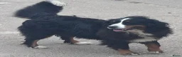 Bernese Mountain Dog dogs for sale: Bernese Mountain Dog Puppies–1Girl&2Boys Available - Advert 6