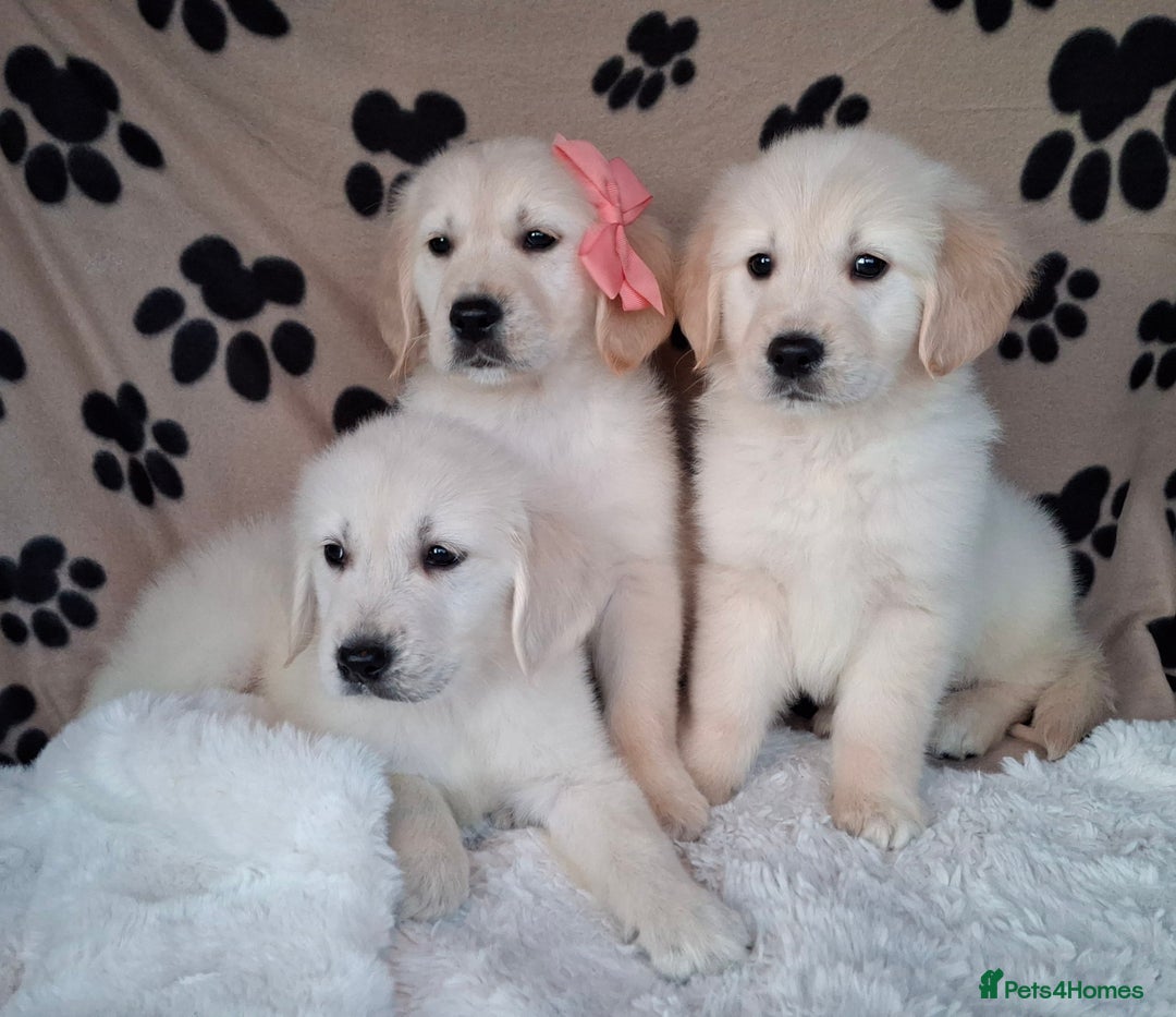 Golden Retriever dogs for sale: Kc, health tested, show type, golden retrievers. - Advert 2