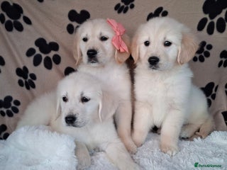Golden Retriever dogs Kc, health tested, show type, golden retrievers. - Advert 3