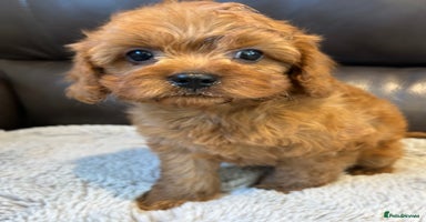 Cavapoo dogs - Advert 10