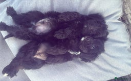Cavapoo dogs for sale: Beautiful cavapoos  - Image 7