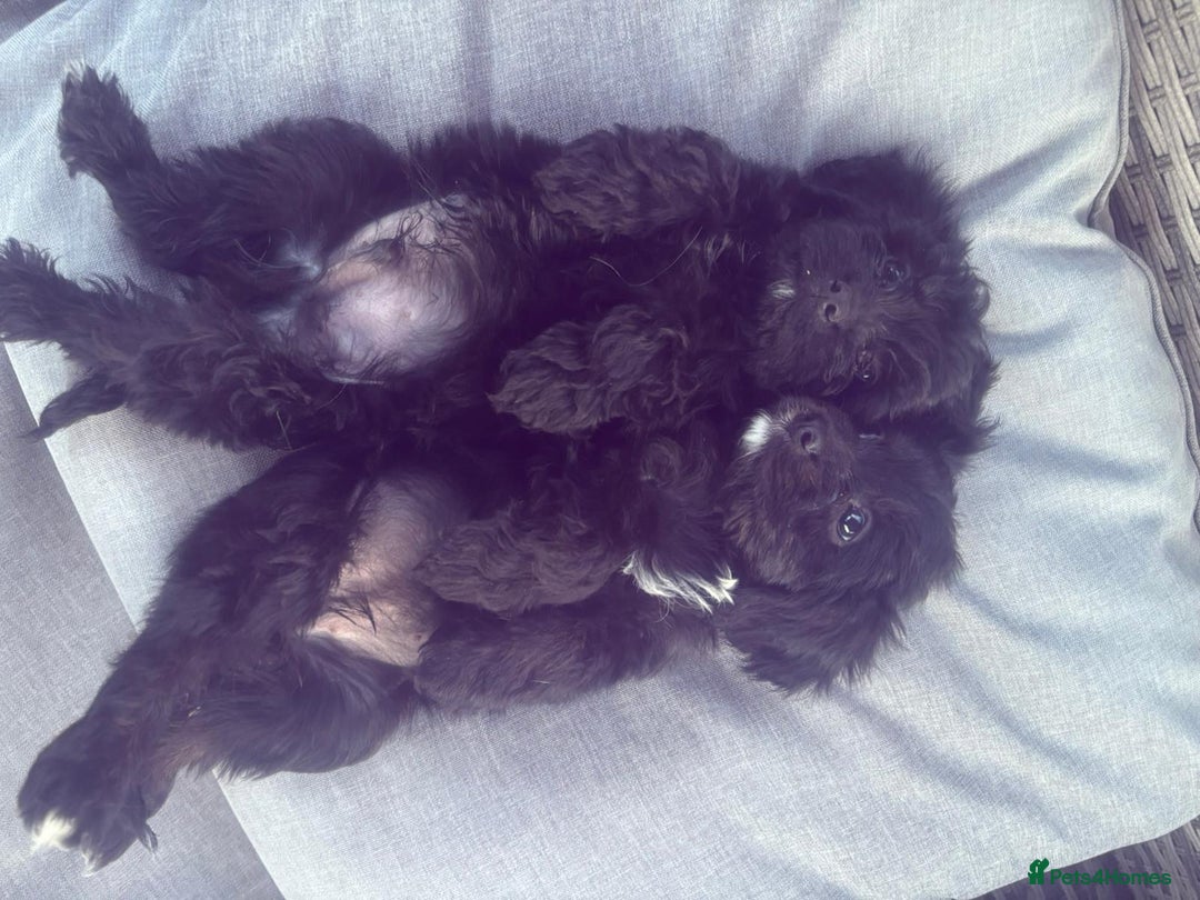Cavapoo dogs for sale: Beautiful cavapoos  - Image 7