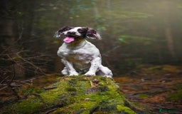 Sproodle dogs for sale: Gorgeous sproodle puppies - Family raised - Advert 1