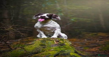 Sproodle dogs Gorgeous sproodle puppies - Family raised - Advert 2