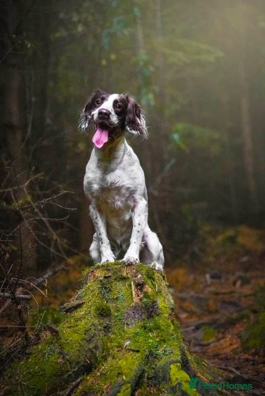 Sproodle dogs for sale: Gorgeous sproodle puppies - Family raised - Advert 1