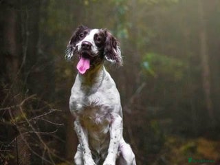 Sproodle dogs Gorgeous sproodle puppies - Family raised - Advert 2