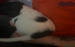 Sprocker dogs for sale: 5 beautiful puppies they were born on the 16/10/25 - Image 8