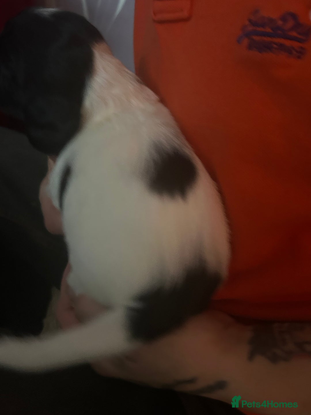 Sprocker dogs for sale: 5 beautiful puppies they were born on the 16/10/25 - Image 8