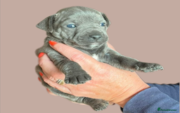 Jack Russell dogs for sale: Blue & Black Brindle Jack Russells - Image 37