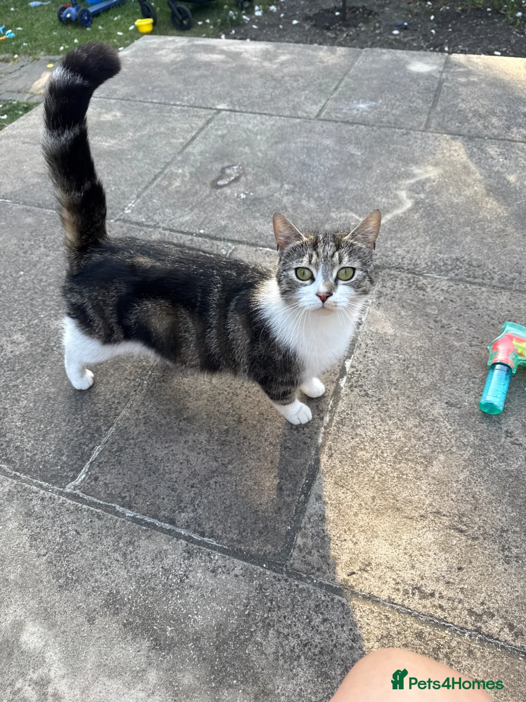 Mixed Breed cats for sale: 4Adorable Little Kittens Looking for Loving Homes  in Grays - Advert 5