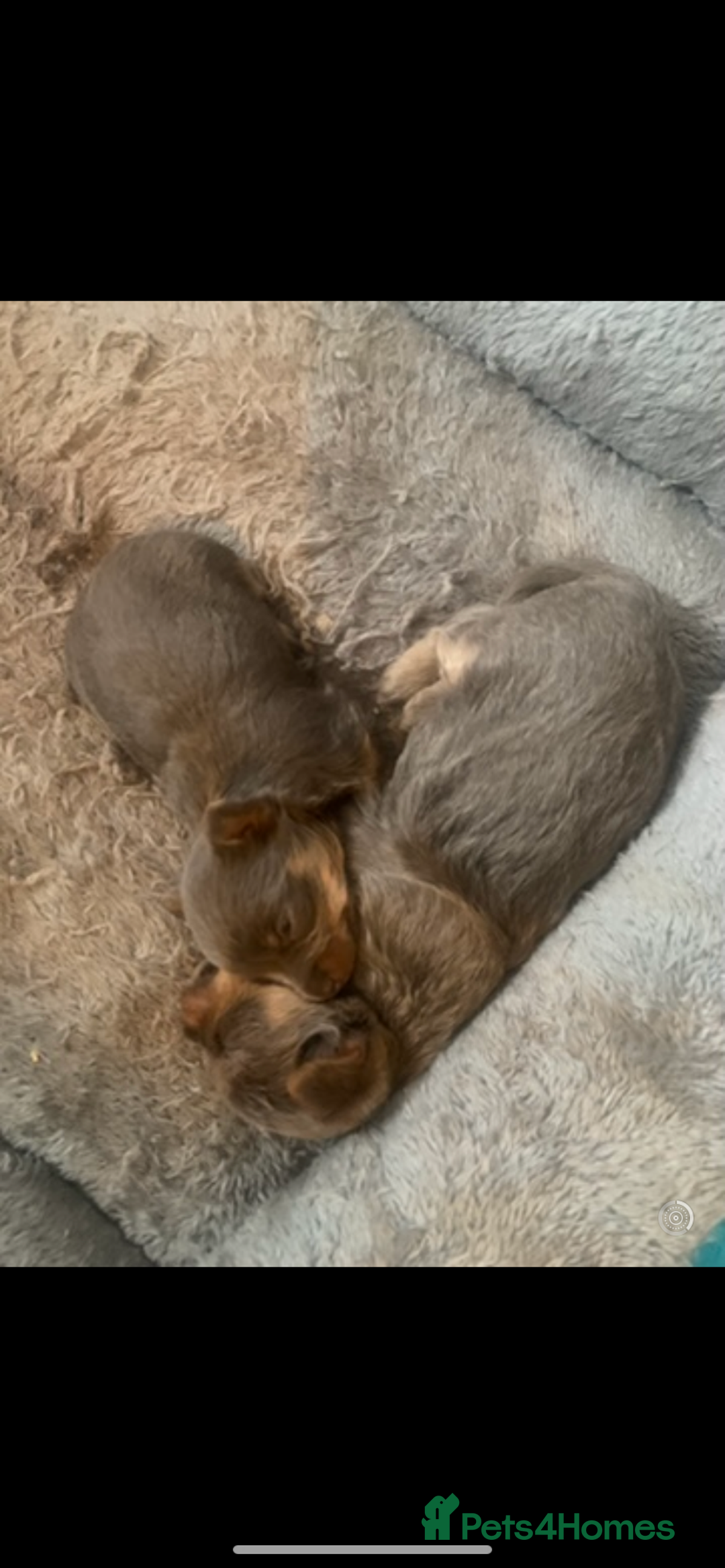 Chorkie dogs for sale: One male puppy left - Advert 6