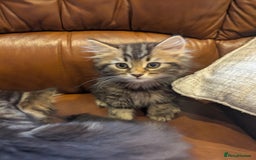 Mixed Breed cats for sale: Adorable Kittens - Image 1