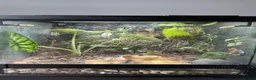 Frog reptiles for sale: Full Dart Frog Set Up With 1x Powder Blue in Newark - Advert 2
