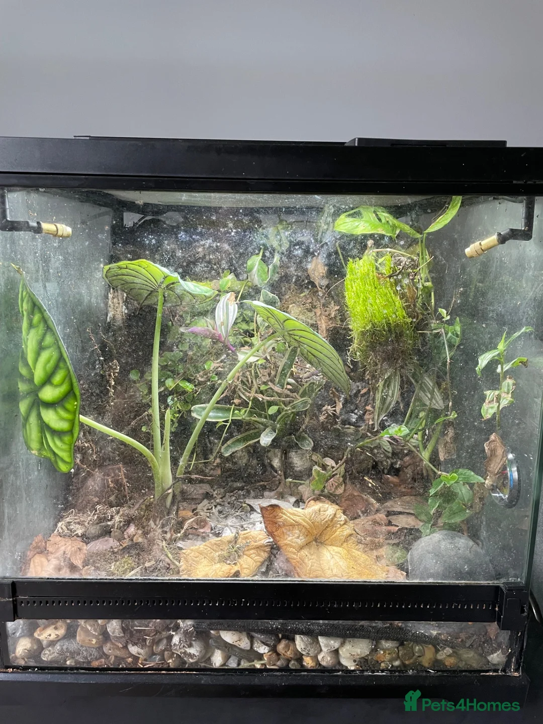 Frog reptiles for sale: Full Dart Frog Set Up With 1x Powder Blue in Newark - Advert 2