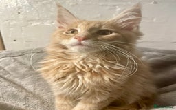 Maine Coon cats for sale: Purebred Maine Coons looking for a loving home 😻 - Image 18