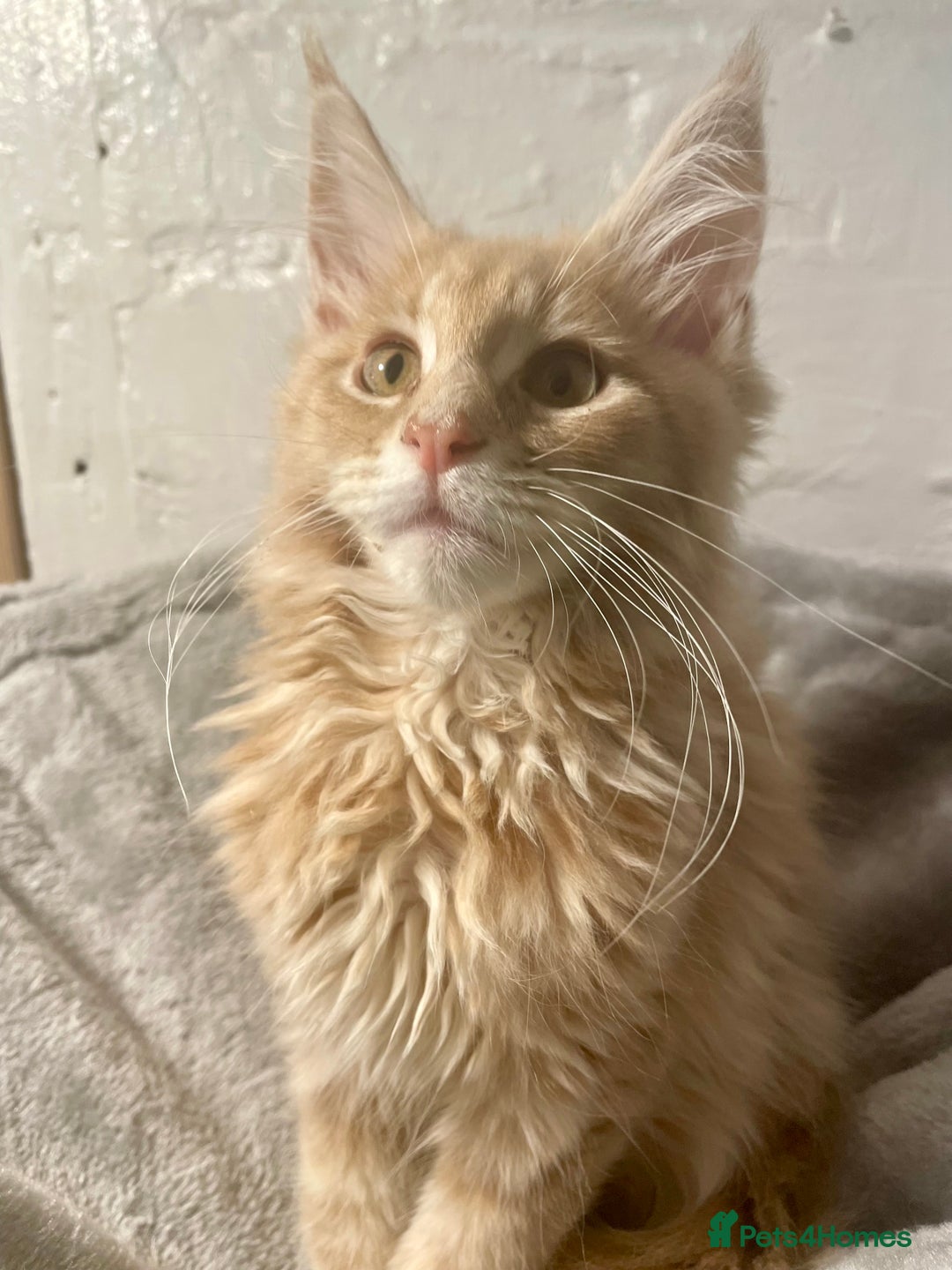 Maine Coon cats for sale: Purebred Maine Coons looking for a loving home 😻 - Image 18