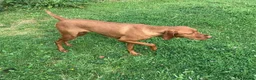 Hungarian Vizsla dogs for sale: Kc reg Hungarian Vizslas - Advert 1