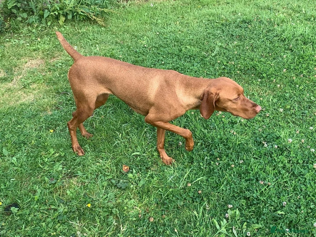 Hungarian Vizsla dogs for sale: Kc reg Hungarian Vizslas - Advert 1