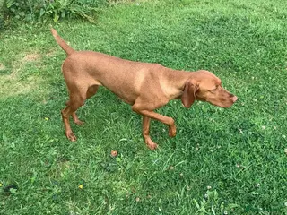 Hungarian Vizsla dogs Kc reg Hungarian Vizslas - Advert 4