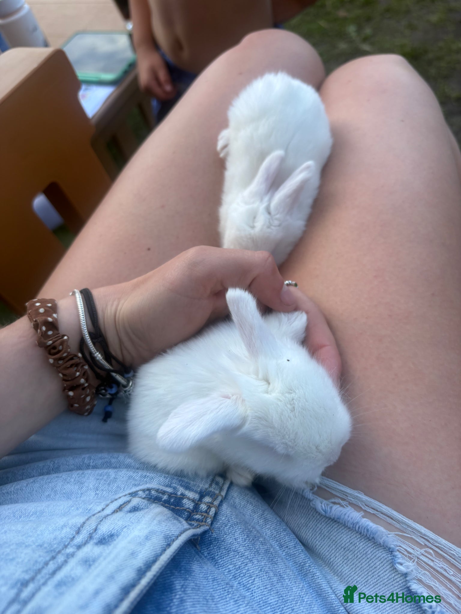 Mini Lop rabbits for sale: Mini lop babies - Advert 8