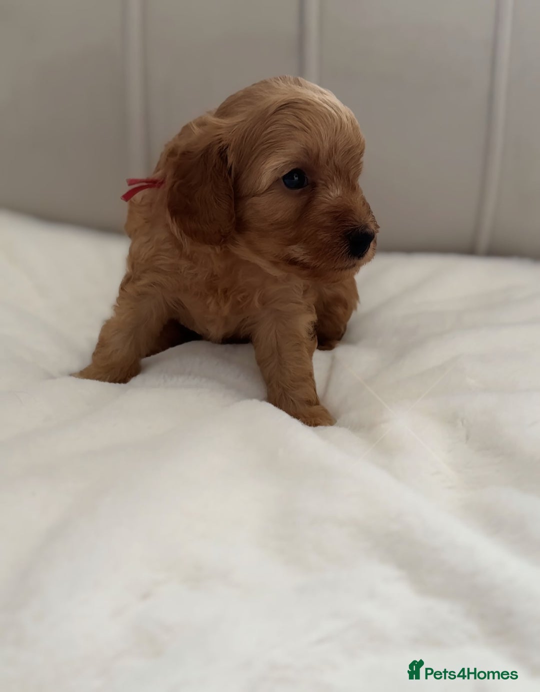 Cavapoo dogs for sale: Dream Cavapoo puppies, DNA Clear, Home Raised - Image 12