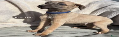 Whippet 1